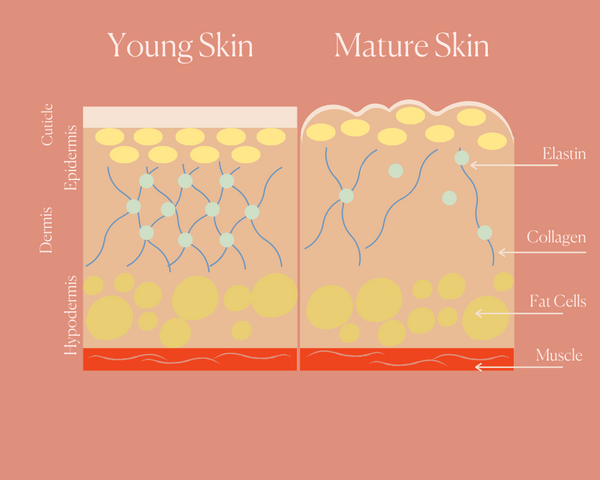 3 ways to build collagen